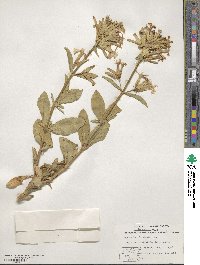 Saponaria officinalis image