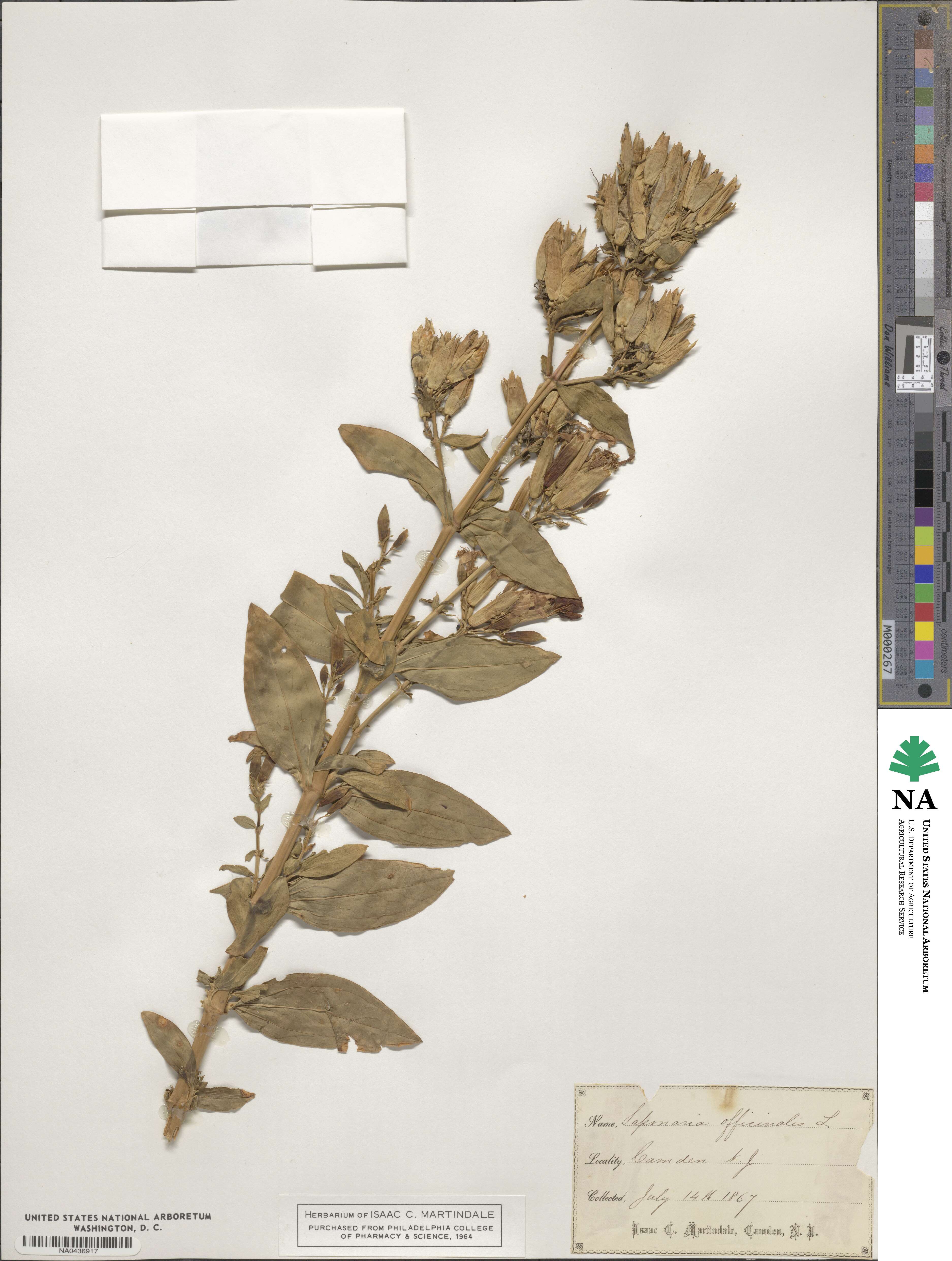 Saponaria officinalis image