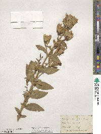 Saponaria officinalis image