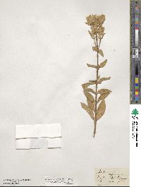 Saponaria officinalis image