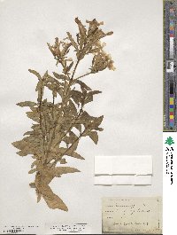 Saponaria officinalis image