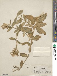 Saponaria officinalis image