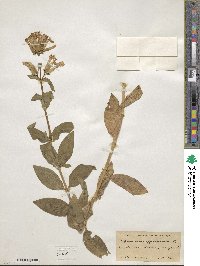 Saponaria officinalis image