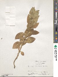 Saponaria officinalis image