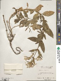 Saponaria officinalis image