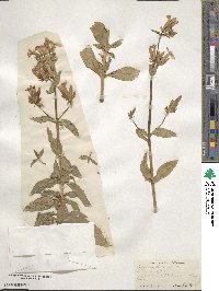 Saponaria officinalis image