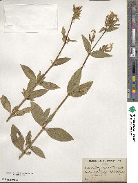 Saponaria officinalis image