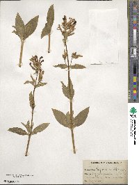 Saponaria officinalis image