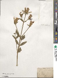 Saponaria officinalis image