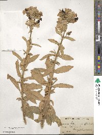 Saponaria officinalis image