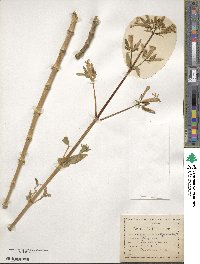 Saponaria officinalis image