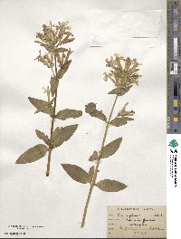 Saponaria officinalis image