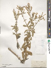 Saponaria officinalis image