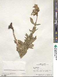 Saponaria officinalis image