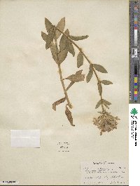 Saponaria officinalis image