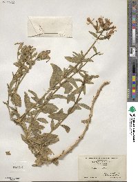 Saponaria officinalis image