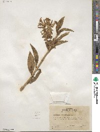 Saponaria officinalis image