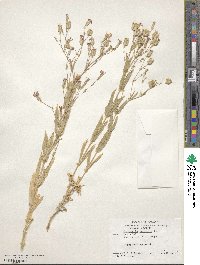 Gypsophila vaccaria image