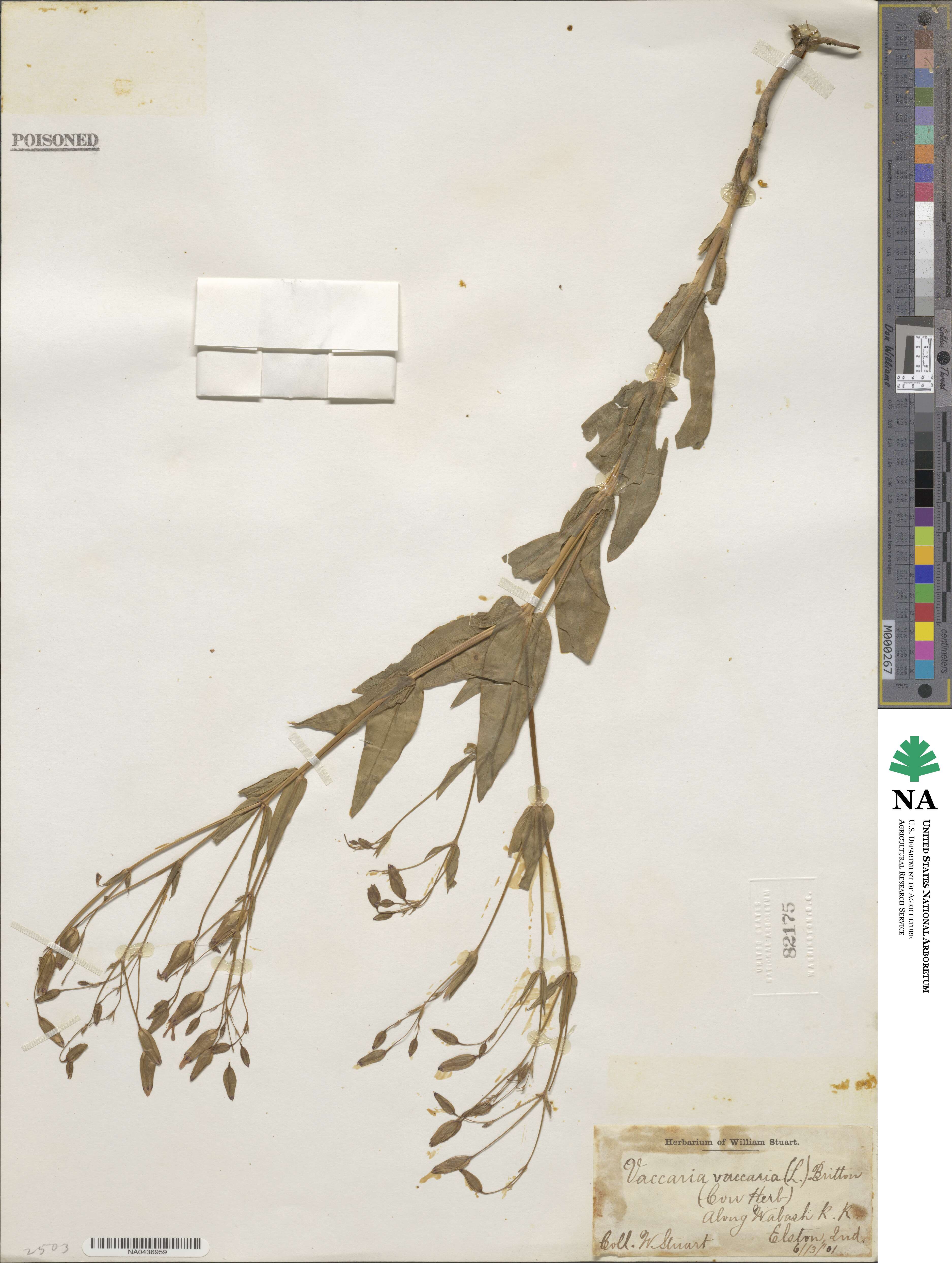 Gypsophila vaccaria image