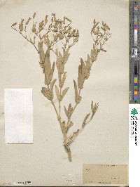 Gypsophila vaccaria image