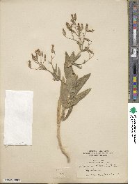 Gypsophila vaccaria image