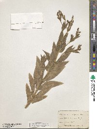 Saponaria officinalis image