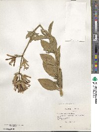 Saponaria officinalis image