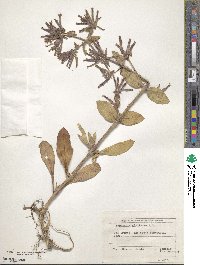 Image of Saponaria glutinosa