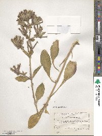 Saponaria glutinosa image