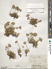 Image of Saponaria lutea