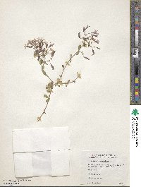 Saponaria ocymoides image