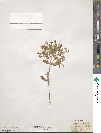 Saponaria ocymoides image