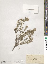 Saponaria ocymoides image