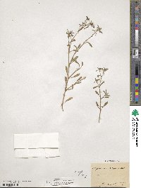 Saponaria ocymoides image