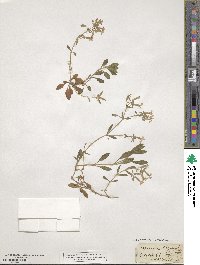 Saponaria ocymoides image