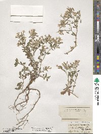 Saponaria ocymoides image