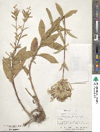 Saponaria officinalis image