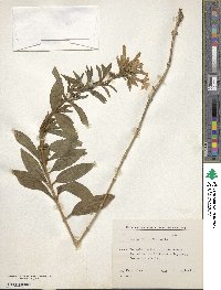 Saponaria officinalis image