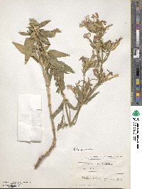 Saponaria officinalis image