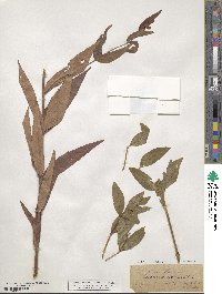 Saponaria officinalis image