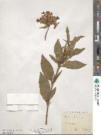 Saponaria officinalis image