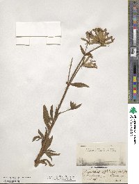 Saponaria officinalis image