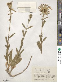 Saponaria officinalis image