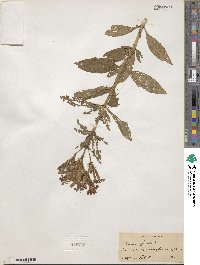 Saponaria officinalis image