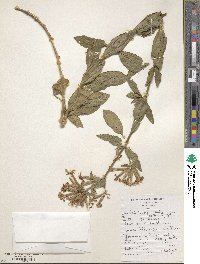 Saponaria officinalis image