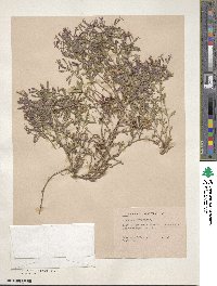 Saponaria ocymoides image