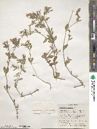 Saponaria ocymoides image