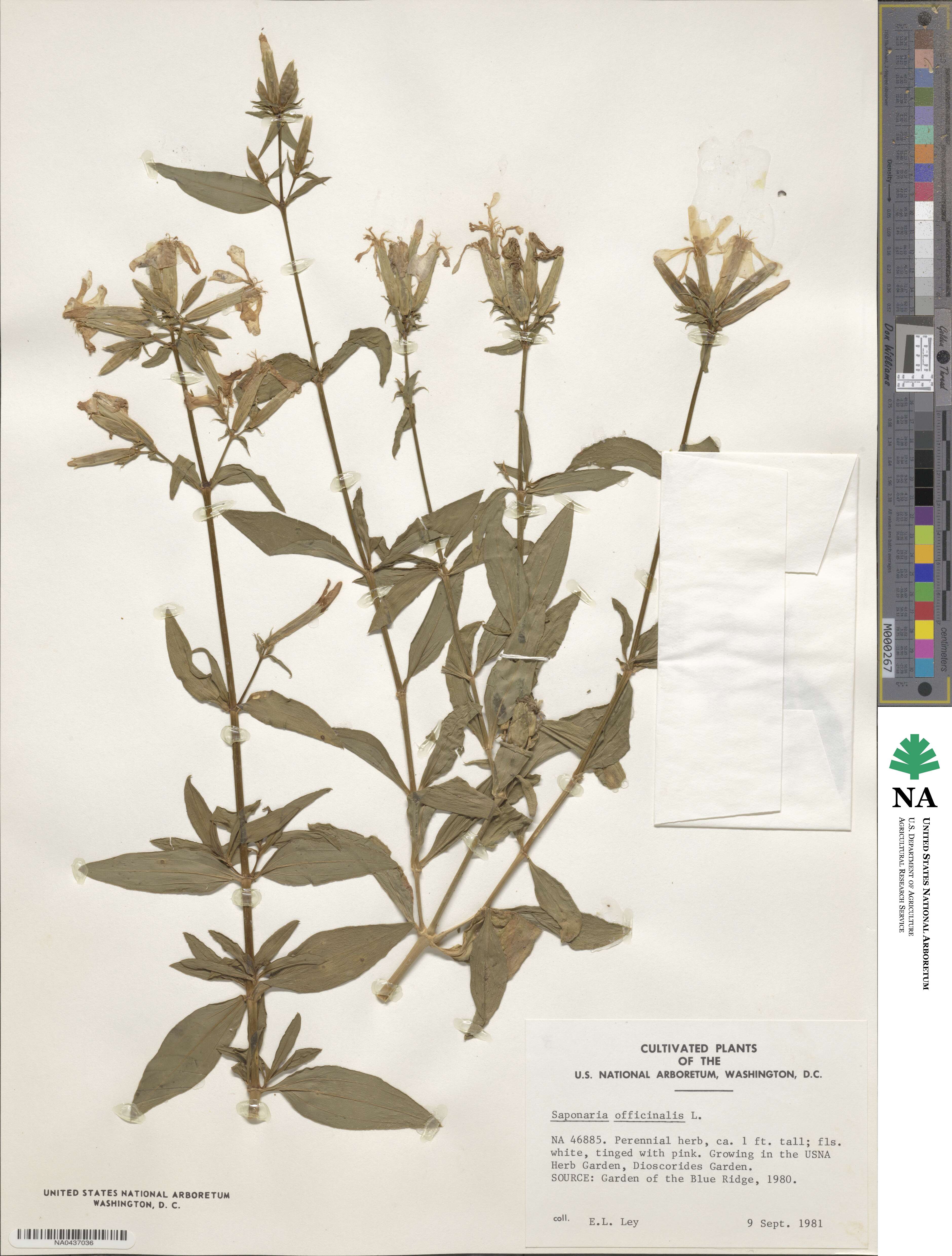 Saponaria officinalis image