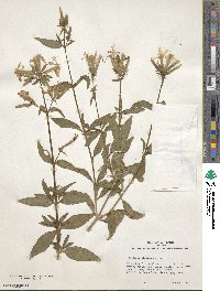 Saponaria officinalis image