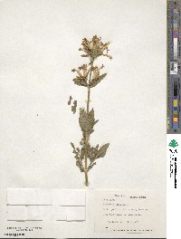 Saponaria officinalis image